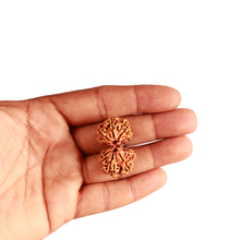 Load image into Gallery viewer, Gaurishanker Nepalese Rudraksha Bead No. - 224
