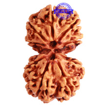 Load image into Gallery viewer, Gaurishanker Nepalese Rudraksha Bead No. - 224