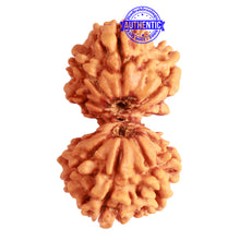 Load image into Gallery viewer, Gaurishanker Nepalese Rudraksha Bead No. - 227