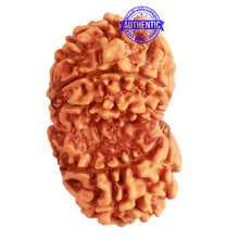 Load image into Gallery viewer, Gaurishanker Nepalese Rudraksha Bead No. - 227