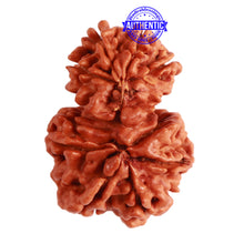 Load image into Gallery viewer, Gaurishanker Nepalese Rudraksha Bead No. - 229