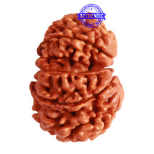 Load image into Gallery viewer, Gaurishanker Nepalese Rudraksha Bead No. - 229