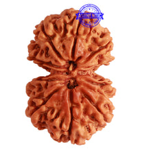 Load image into Gallery viewer, Gaurishanker Nepalese Rudraksha Bead No. - 230