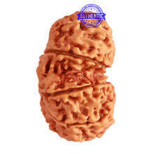 Load image into Gallery viewer, Gaurishanker Nepalese Rudraksha Bead No. - 230