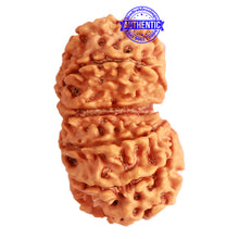 Load image into Gallery viewer, Gaurishanker Nepalese Rudraksha Bead No. - 231