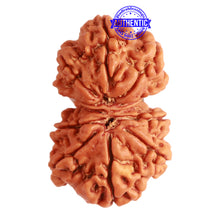 Load image into Gallery viewer, Gaurishanker Nepalese Rudraksha Bead No. - 233