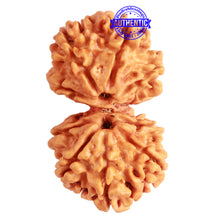 Load image into Gallery viewer, Gaurishanker Nepalese Rudraksha Bead No. - 236