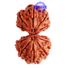 Load image into Gallery viewer, Gaurishanker Nepalese Rudraksha Bead No. - 237