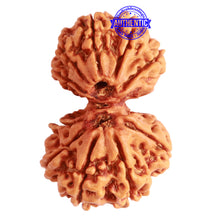 Load image into Gallery viewer, Gaurishanker Nepalese Rudraksha Bead No. - 238