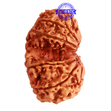 Load image into Gallery viewer, Gaurishanker Nepalese Rudraksha Bead No. - 238