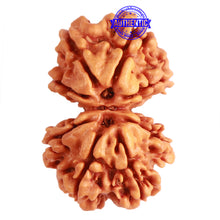 Load image into Gallery viewer, Gaurishanker Nepalese Rudraksha Bead No. - 240