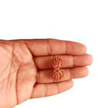 Load image into Gallery viewer, Gaurishanker Nepalese Rudraksha Bead No. - 241