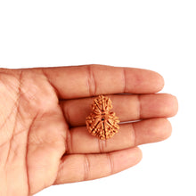 Load image into Gallery viewer, Gaurishanker Nepalese Rudraksha Bead No. - 242