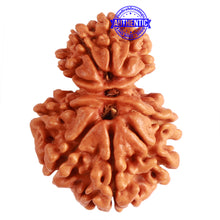 Load image into Gallery viewer, Gaurishanker Nepalese Rudraksha Bead No. - 242