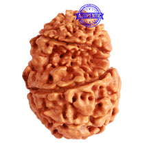 Load image into Gallery viewer, Gaurishanker Nepalese Rudraksha Bead No. - 242