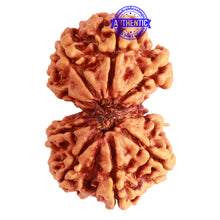 Load image into Gallery viewer, Gaurishanker Nepalese Rudraksha Bead No. - 243