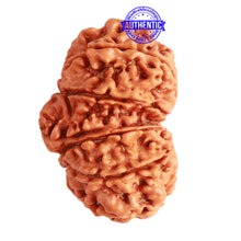 Load image into Gallery viewer, Gaurishanker Nepalese Rudraksha Bead No. - 244