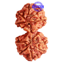 Load image into Gallery viewer, Gaurishanker Nepalese Rudraksha Bead No. - 245