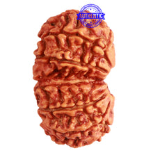 Load image into Gallery viewer, Gaurishanker Nepalese Rudraksha Bead No. - 245