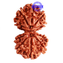 Load image into Gallery viewer, Gaurishanker Nepalese Rudraksha Bead No. - 246