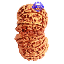 Load image into Gallery viewer, Gaurishanker Nepalese Rudraksha Bead No. - 247