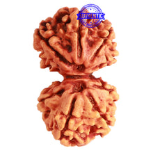 Load image into Gallery viewer, Gaurishanker Nepalese Rudraksha Bead No. - 248