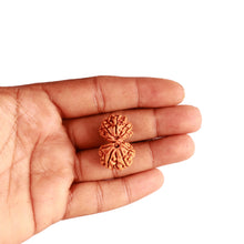 Load image into Gallery viewer, Gaurishanker Nepalese Rudraksha Bead No. - 249