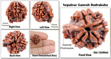 Load image into Gallery viewer, Nepalese Ganesh Rudraksha - Bead 107