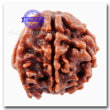 Load image into Gallery viewer, Nepalese Ganesh Rudraksha - Bead 107