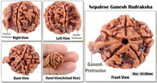 Load image into Gallery viewer, Nepalese Ganesh Rudraksha - Bead 135
