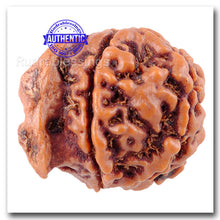 Load image into Gallery viewer, Nepalese Ganesh Rudraksha - Bead 135