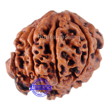Load image into Gallery viewer, Nepalese Triple Ganesh Rudraksha - Bead No. 10