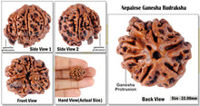 Load image into Gallery viewer, Nepalese Triple Ganesh Rudraksha - Bead No. 10
