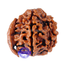 Load image into Gallery viewer, Nepalese Ganesh Rudraksha - Bead No. 5