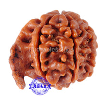 Load image into Gallery viewer, Nepalese Ganesh Rudraksha - Bead No. 6