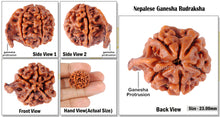 Load image into Gallery viewer, Nepalese Ganesh Rudraksha - Bead No. 6