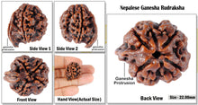 Load image into Gallery viewer, Nepalese Ganesh Rudraksha - Bead No. 7