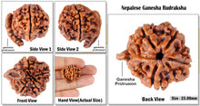 Load image into Gallery viewer, Nepalese Ganesh Rudraksha - Bead No. 8