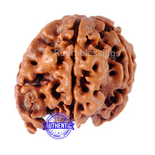 Load image into Gallery viewer, Nepalese Ganesh Rudraksha - Bead No. 9