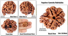 Load image into Gallery viewer, Nepalese Ganesh Rudraksha - Bead No. 9