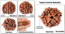 Load image into Gallery viewer, Nepalese Ganesh Rudraksha - Bead No. 5