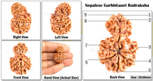 Load image into Gallery viewer, 9 Mukhi Nepalese Garbh Gauri Rudraksha - Bead No.16