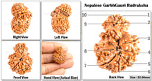 Load image into Gallery viewer, 11 Mukhi Nepalese Garbh Gauri Rudraksha - Bead No.18