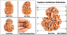 Load image into Gallery viewer, 9 Mukhi Nepalese Garbh Gauri Rudraksha - Bead No. 19