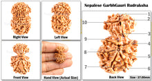 Load image into Gallery viewer, 10 Mukhi Nepalese Garbh Gauri Rudraksha - Bead No. 20