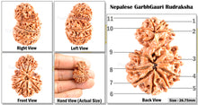 Load image into Gallery viewer, 11 Mukhi Nepalese Garbh Gauri Rudraksha - Bead No. 21