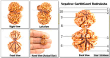 Load image into Gallery viewer, 10 Mukhi Nepalese Garbh Gauri Rudraksha - Bead No. 22