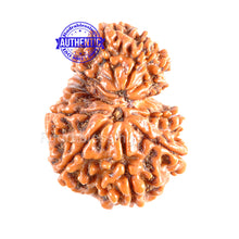 Load image into Gallery viewer, 9 Mukhi Nepalese Garbh Gauri Rudraksha - Bead No. 19
