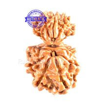 Load image into Gallery viewer, 10 Mukhi Nepalese Garbh Gauri Rudraksha - Bead No. 20