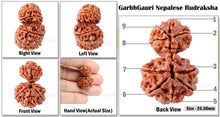 Load image into Gallery viewer, 9 Mukhi Nepalese Garbh Gauri Rudraksha - Bead No.10